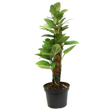 Load image into Gallery viewer, Monstera, 8in, Karstenianum Peru
