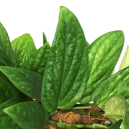 Monstera, 8in, Karstenianum Peru