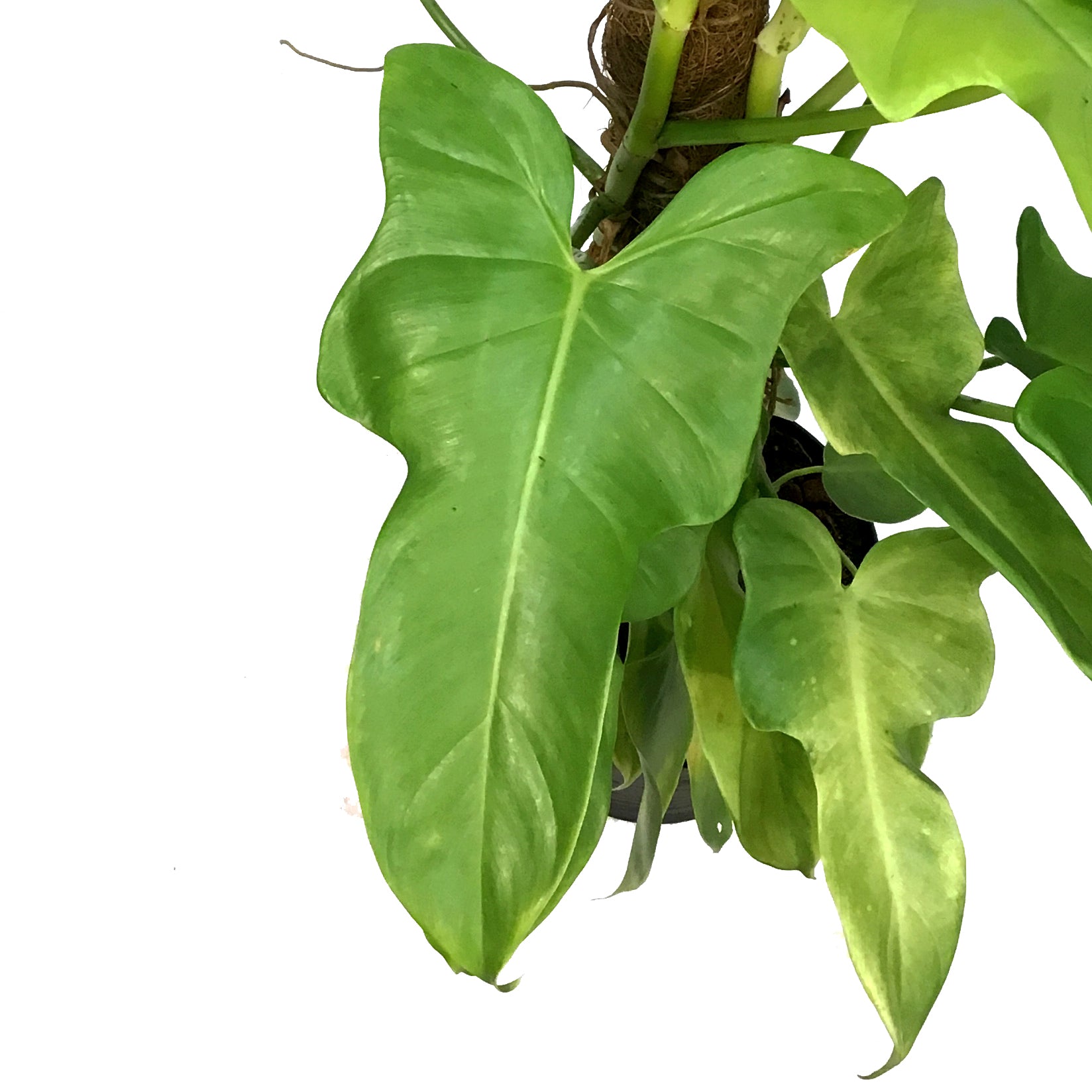 bipennifolium aurea philodendron Philodendron, 8in, Bipennifolium Aurea – Floral Acres Greenhouse & Garden  Centre