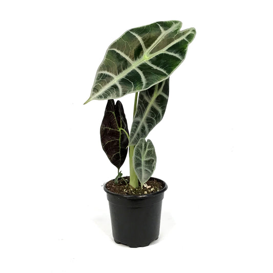 Alocasia, 4in, Watsoniana Lightning