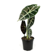 Alocasia, 4in, Watsoniana Lightning