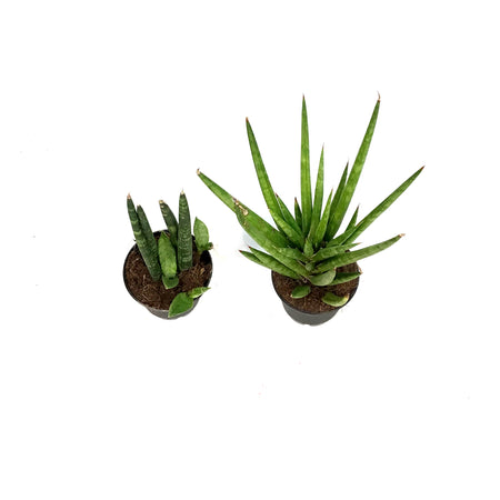 Sansevieria, 2.5in, Assorted