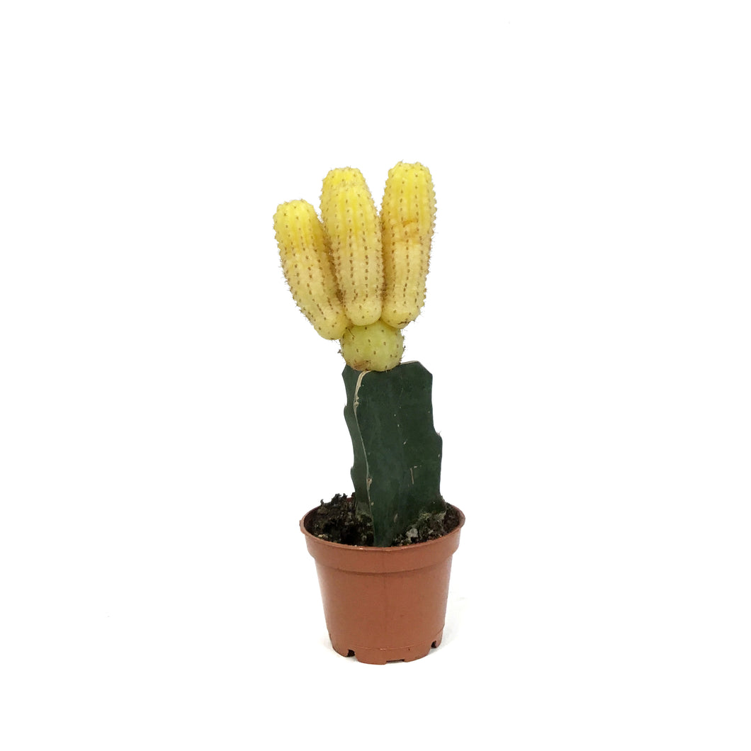 Cactus, 2.5in, Grafted, Assorted Colours, Tall Cac