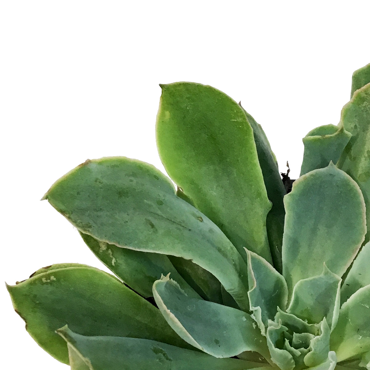 Succulent, 4in, Echeveria Pink Trumpet