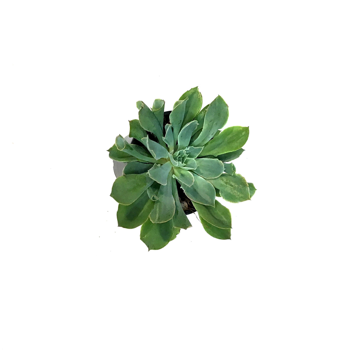 Succulent, 4in, Echeveria Pink Trumpet