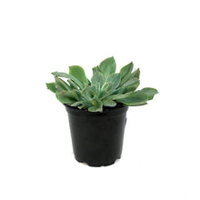 Load image into Gallery viewer, Succulent, 4in, Echeveria Pink Trumpet
