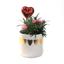 Load image into Gallery viewer, Dianthus Valentine's Planter, 4in, Large Hearts
