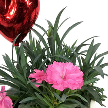 Load image into Gallery viewer, Dianthus Valentine's Planter, 4in, Large Hearts
