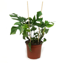 Load image into Gallery viewer, Monstera, 6in, Ginny
