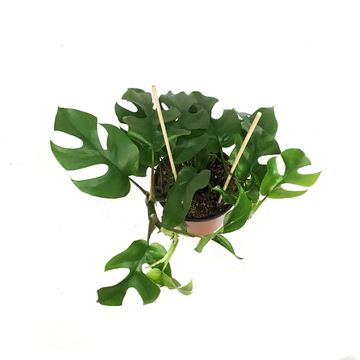 Monstera, 6in, Ginny