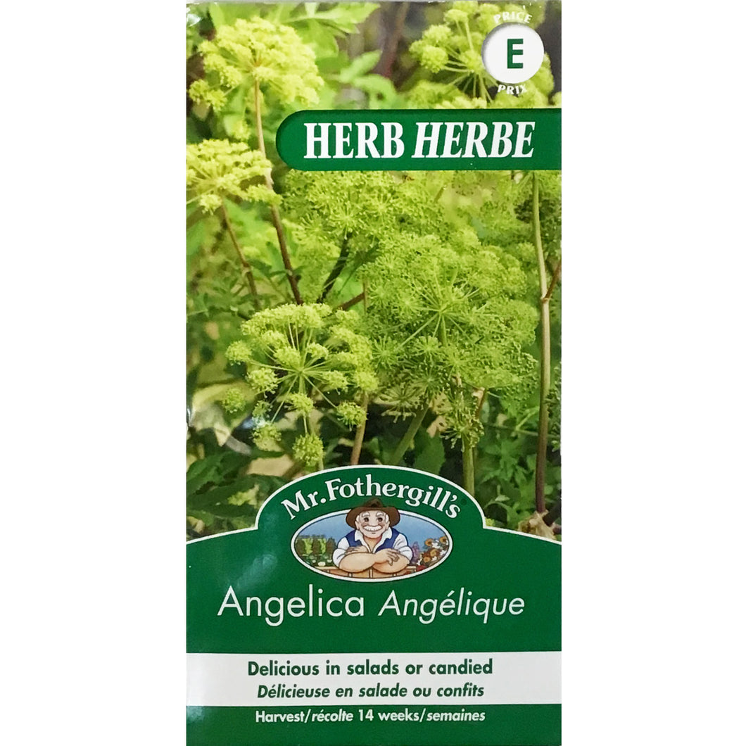 Angelica, Mr Fothergill's
