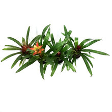 Load image into Gallery viewer, Bromeliad, 4in, Neoregelia Assorted
