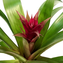 Load image into Gallery viewer, Bromeliad, 4in, Neoregelia Assorted
