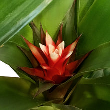 Load image into Gallery viewer, Bromeliad, 4in, Neoregelia Assorted
