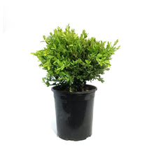 Load image into Gallery viewer, Boxwood, 1 gal, Green Velvet
