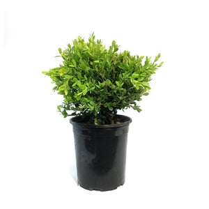 Boxwood, 1 gal, Green Velvet