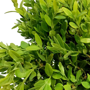 Boxwood, 1 gal, Green Velvet