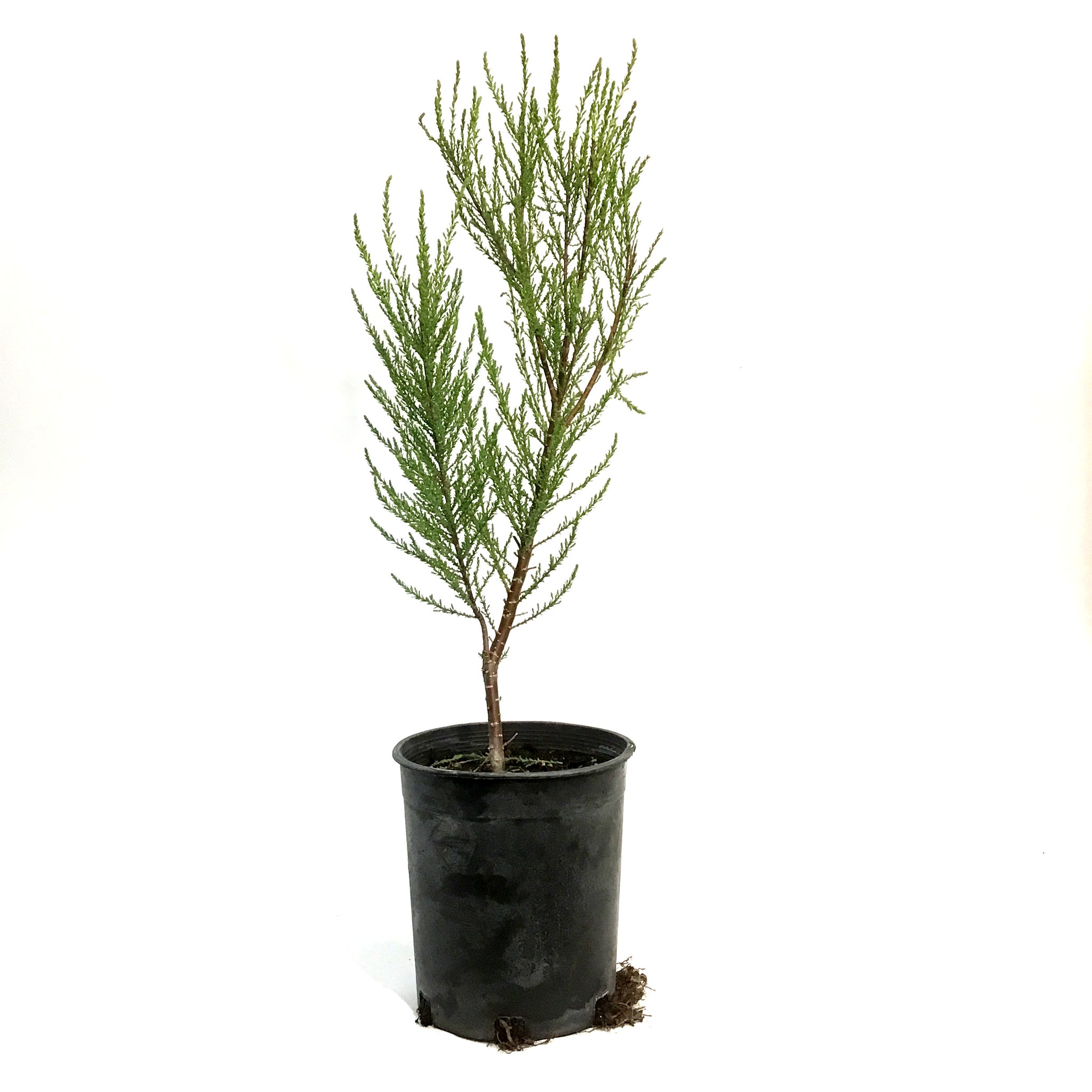 Tamarisk, Summer Glow 1 gal – Floral Acres Greenhouse & Garden Centre