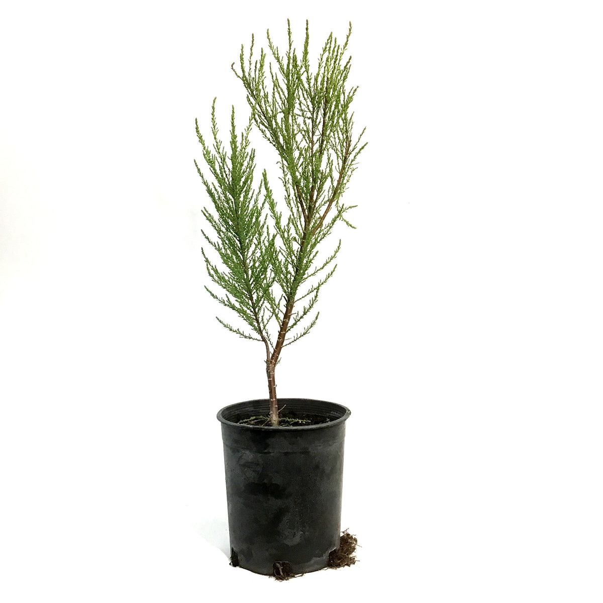 Tamarisk, Summer Glow 1 gal