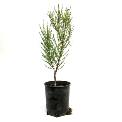 Tamarisk, Summer Glow 1 gal