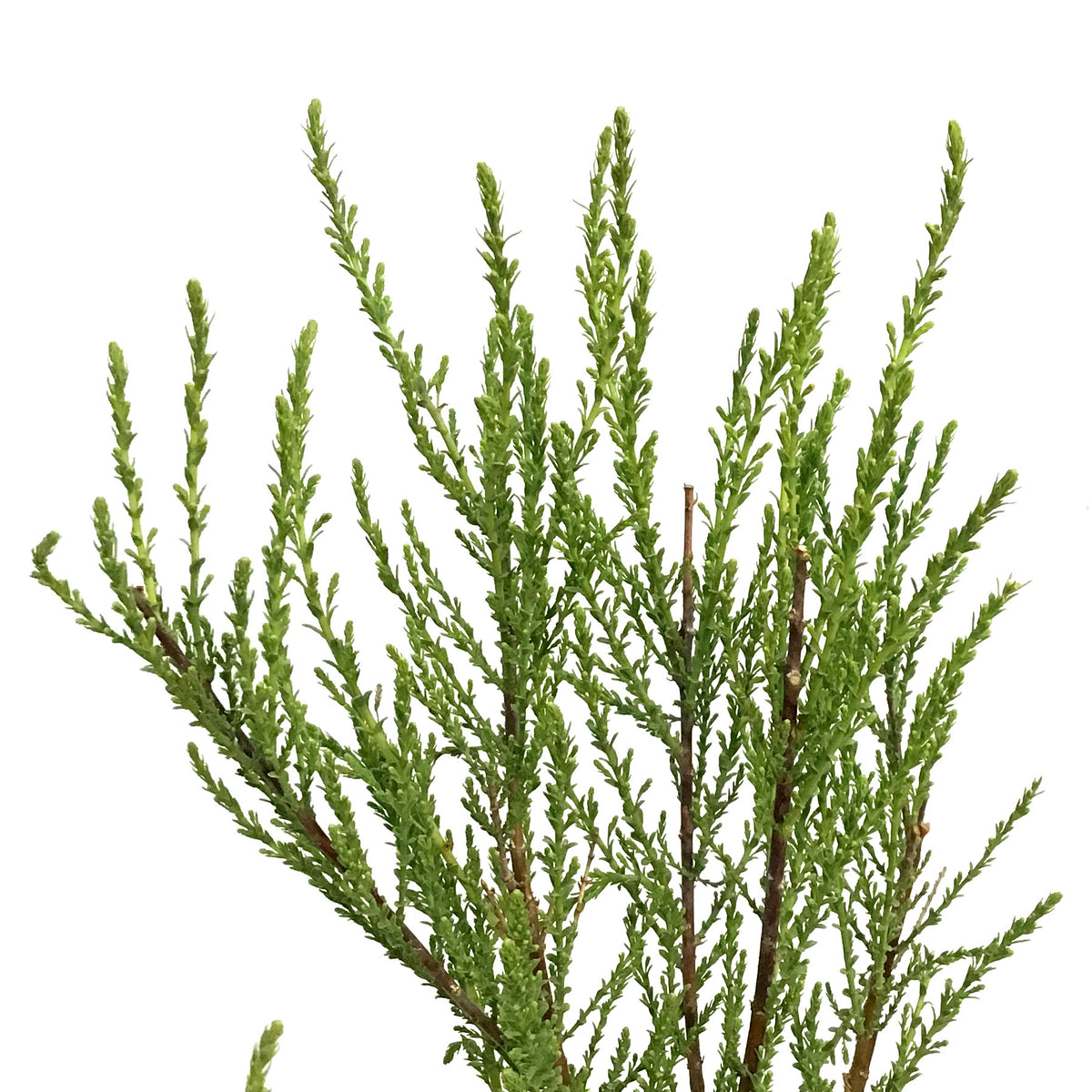 Tamarisk, Summer Glow 1 gal