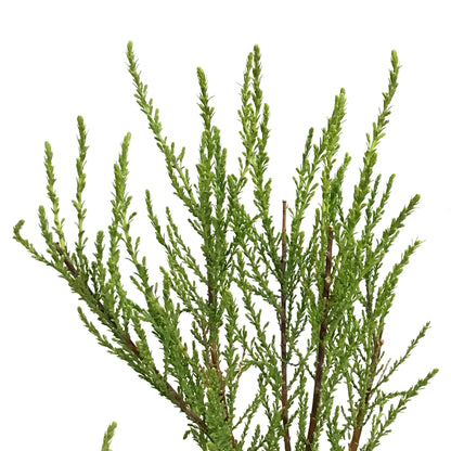Tamarisk, Summer Glow 1 gal
