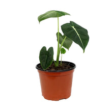 Load image into Gallery viewer, Alocasia, 6in, Frydek
