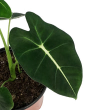 Load image into Gallery viewer, Alocasia, 6in, Frydek
