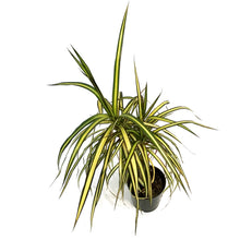 Load image into Gallery viewer, Dracaena, 5in, Kiwi
