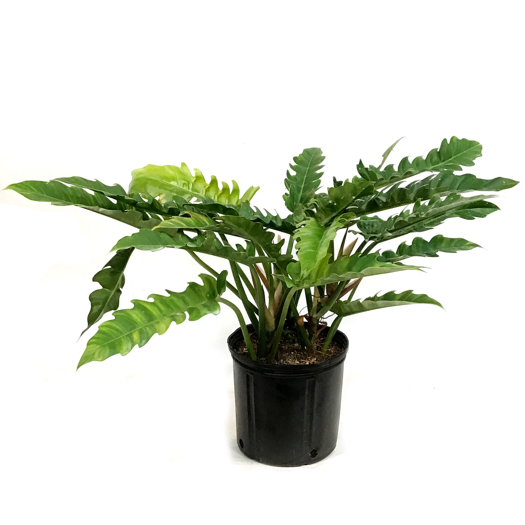 Philodendron, 10in, Narrow Scape