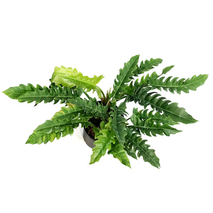 Philodendron, 10in, Narrow Scape