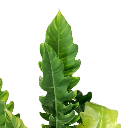 Philodendron, 10in, Narrow Scape