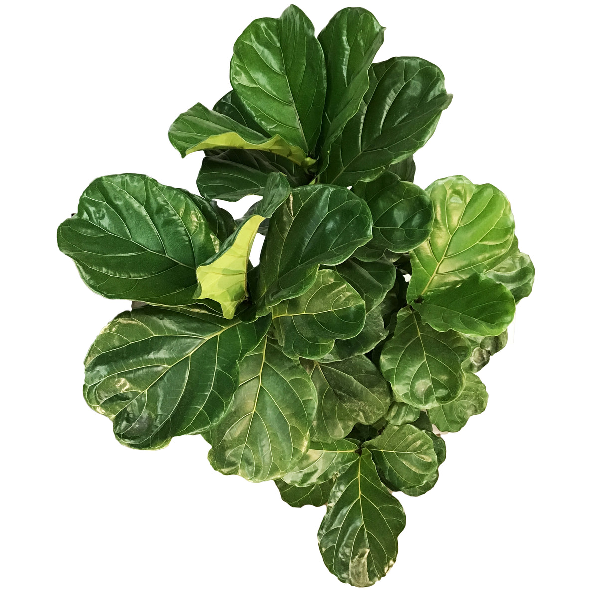 Ficus, 14in, Lyrata Standard