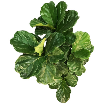 Ficus, 14in, Lyrata Standard