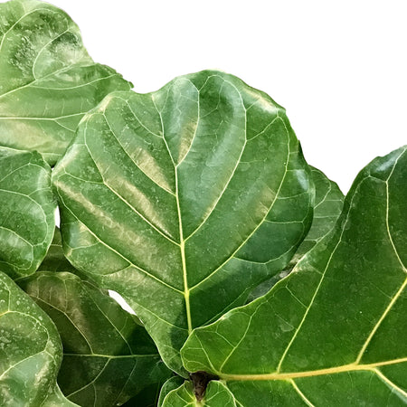 Ficus, 14in, Lyrata Standard