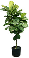 Ficus, 14in, Lyrata Standard
