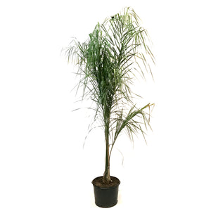 Palm, 14in, Queen