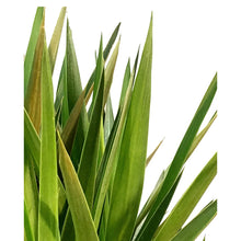 Load image into Gallery viewer, Yucca, 14in,  Cane 5/4/3/2
