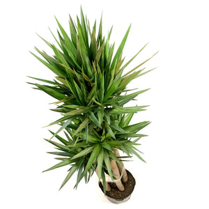 Yucca, 14in,  Cane 5/4/3/2