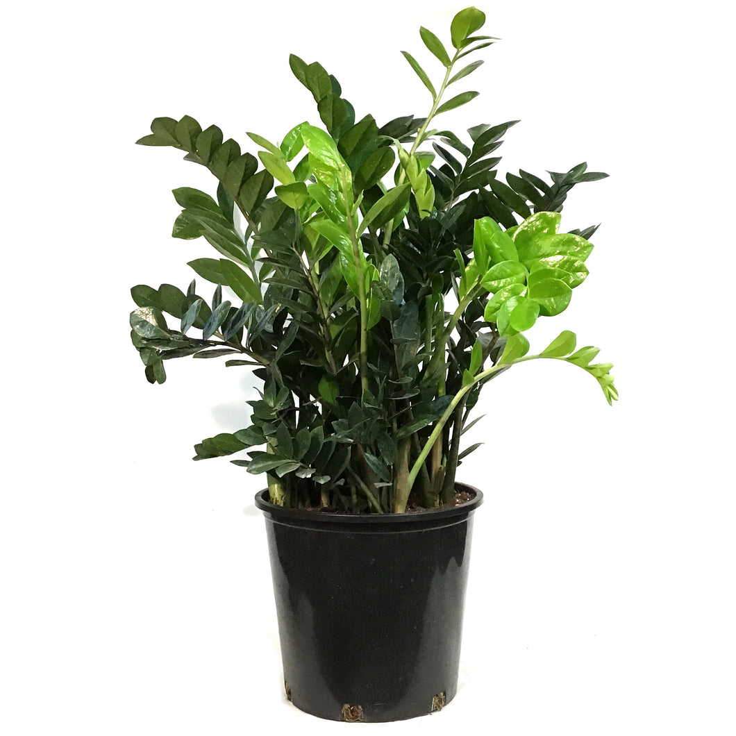 ZZ Plant, 14in, Zamioculcas Zamiifolia