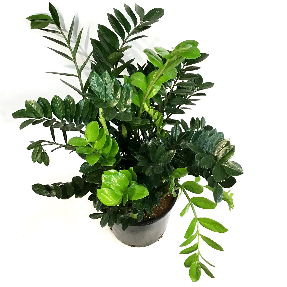 ZZ Plant, 14in, Zamioculcas Zamiifolia