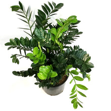 Load image into Gallery viewer, ZZ Plant, 14in, Zamioculcas Zamiifolia
