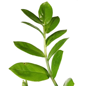 ZZ Plant, 14in, Zamioculcas Zamiifolia
