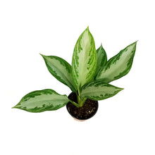Load image into Gallery viewer, Aglaonema, 4in, Silver Bay
