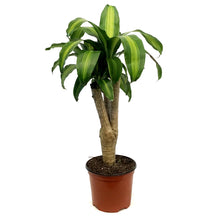Load image into Gallery viewer, Dracaena, 6in Mass Stump
