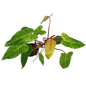 Philodendron, 6in, Painted Lady