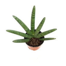 Load image into Gallery viewer, Sansevieria, 6in, Bonzel
