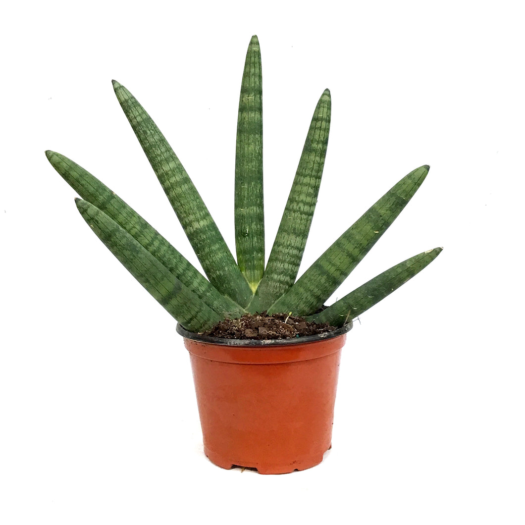 Sansevieria, 6in, Bonzel – Floral Acres Greenhouse & Garden Centre
