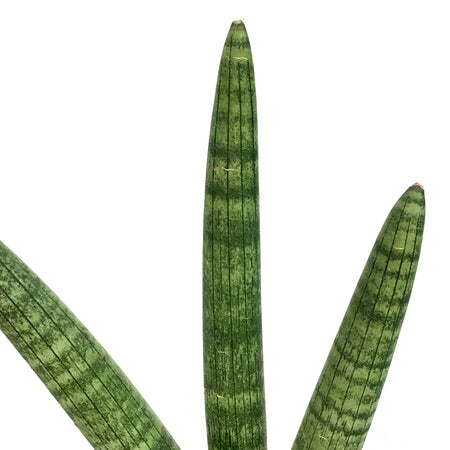 Sansevieria, 6in, Bonzel