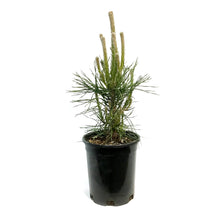 Load image into Gallery viewer, Pine, 1 gal, Mountain
